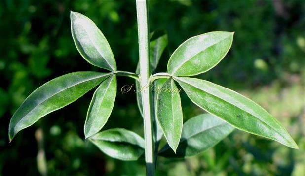  Leaf (Adaxial view)